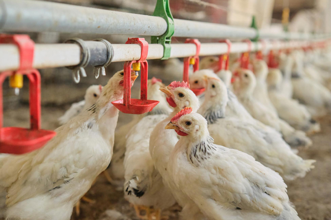 poultry